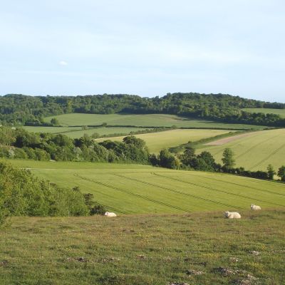 2 Swyncombe Downs DSC00117.jpg